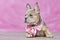 French Bulldog dog puppy with beautiful healthy long nose wearing neck ribbon