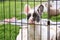 French Bulldog dog puppy behind bars