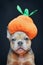 French Bulldog dog puppy dresses up with funny Halloween pumpkin costume hat in front of dark background