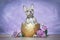 French Bulldog dog puppy hatching out of golden egg shell next to roses