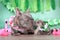 French Bulldog dog puppy and mother with tropical flower garlands, flamingos and garlands