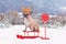 French Bulldog dog with reindeer costume antlers sitting on sledge next to Santa Stop sign