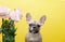 French bulldog dog sits next to a bouquet of pink roses on a yellow background in a photo studio.
