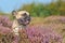 French Bulldog dog sitting in a field of purple blooming heather `Calluna vulgaris` plants