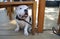 French bulldog dog sitting on the timber deck under timber chair outdoor