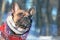 French Bulldog dog with snow on nose wearing warm winter coat with fur collar and scarf in front of blurry winter forest