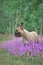 French Bulldog dog staning in a patch of purple blooming heather plants