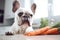 French Bulldog dog suiting in front of kitchen counter with raw carrots.