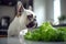 French Bulldog dog suiting in front of kitchen counter with raw lettuce salad