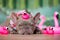 French Bulldog dog with tropical flower garlands and rubber toy flamingos