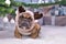 French Bulldog dog wearing cute reindeer antler headband lying down on white blanket in fornt of Christmas tree with gifts