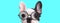 French Bulldog dog wearing eyeglasses with half of face hidden