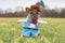 French Bulldog dog wearing a funny Carnival or Halloween cowboy costume with arms