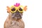 French Bulldog dog wearing funny Easter costume chicken glasses