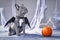 French Bulldog dog wearing halloween bat costume wings sitting next to pumpkin in front of gray background with cobwebs