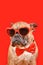 French Bulldog dog wearing heart shaped Valentine\'s Day glasses and bow tie