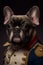 French Bulldog dog wearing military army uniform, service dog, creative headshot portrait. Generative AI