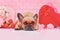 French Bulldog dog wearing red heart shaped Valentine\\\'s day glasses