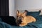 French bulldog dog working in bed at a laptop during quarantine