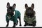 French bulldog dogs with cool green jackets are looking