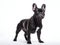 French Bulldog dogs are cross breeds between the English Bulldog and Boston Terrier. Generative AI