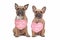 French Bulldog dogs with Valentine`s Day hearts with text `I woof you` and `Will you be mine` around necks