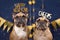 French Bulldog dogs wearing golden New Year`s Evve party celebration headbands with words `Happy new year` and `cheers`