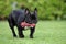 French bulldog with dogtoy