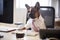 French Bulldog Dressed As Businessman Works At Desk On Computer