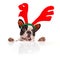 French bulldog dressed as reindeer Rudolph