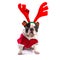 French bulldog dressed as reindeer Rudolph