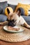 French bulldog eating food from table