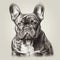 French Bulldog, engraving style, close-up portrait, black and white drawing, cute companion dog, favorite pet