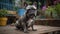 French Bulldog enjoying the outdoors: Running in the backyard and park