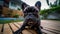 French Bulldog enjoying the outdoors: Running in the backyard and park