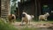 French Bulldog enjoying the outdoors: Running in the backyard and park