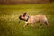 French bulldog fetching stick and playing