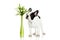 French bulldog with flowers isolated on white background dog