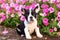 French Bulldog in front of Flowers