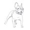 French bulldog hand drawn sketch isolated on white background.