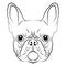 French Bulldog head logo or icon in white for a mascot and T-shirt graphic.