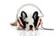 French bulldog with headphone isolated on white background dog listening to music