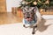 French Bulldog in Holiday Attire with Presents by Decorated Christmas Tree at Home