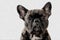 French bulldog on isolate background with clipping path