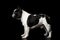 French Bulldog isolated on black