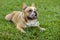 French bulldog laying on lawn resting. Attentive waiting for food