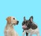 French bulldog licking its nose and curious Labrador Retriever