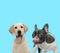 French bulldog licking its nose and playful Labrador Retriever panting