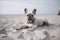 French bulldog lies on the beach. Generative AI