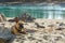 French bulldog lies on the sand near the water at the warm autumn day. Travel with pets